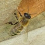 Marcia Meehan's Bee