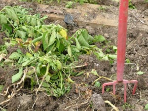 Potatoes Dug Up from Garden