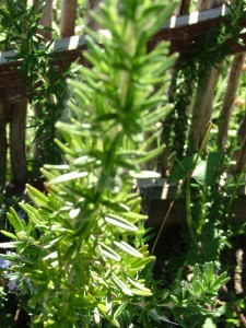 Rosemary ... ahhh - you're great for roast anything, and lovely to sprinkle on top of home-made breads with coarsly ground salt