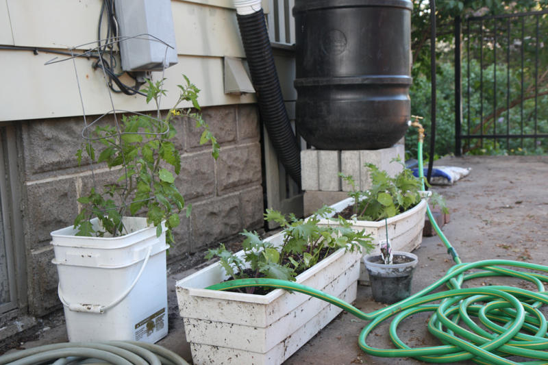 Emily - ReadySubjects_RainBarrel