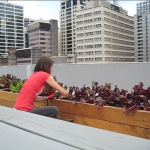Emily harvesting the rooftop garden