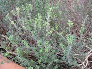 tricia - Thyme
