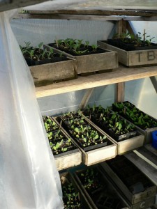 Steve Kaiapoi Community Garden