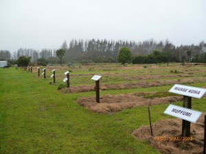 Steve Waiora Trust Community Gardens