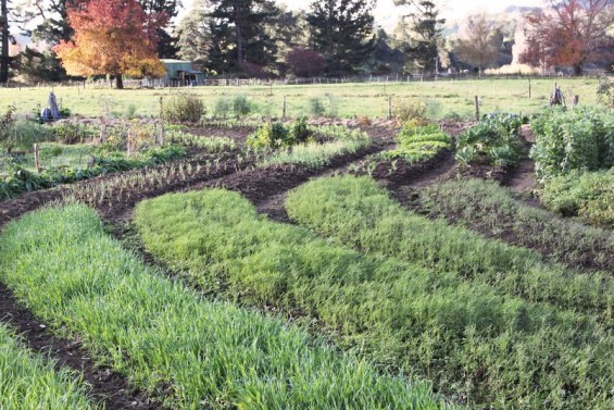 Carbon Crops sown in the Autumn: Front right garden bed: Oats and Peas Front left garden bed: lupins