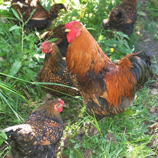 Golden Wynedotte chickens and rooster