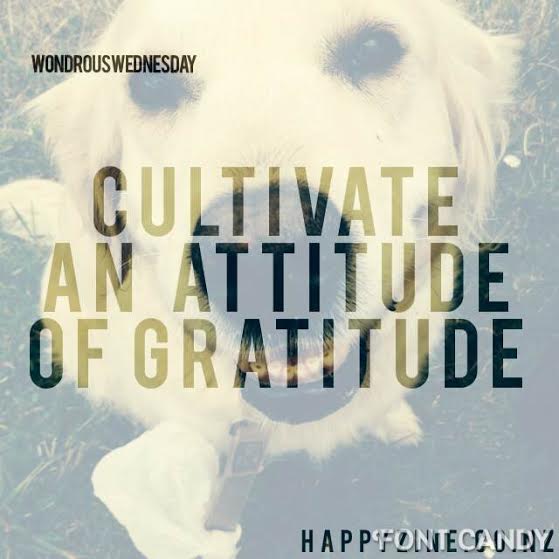 Cultivate an attitude of gratitude
