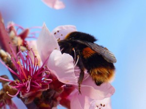 Backyard bee - Christchurch