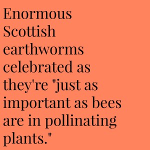 Enormous earthworms