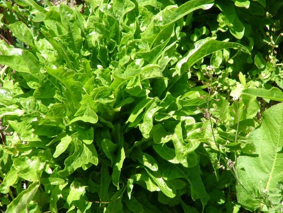 Lettuce (Organic) 