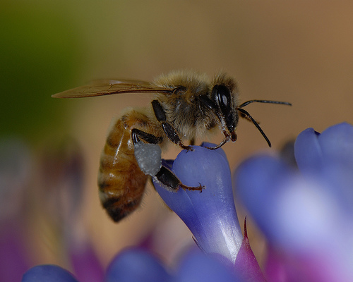 Honey Bee, by Sam Fraser-Smith