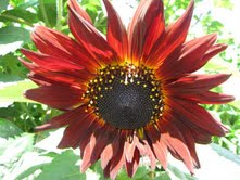 Marcia - Sunflowers