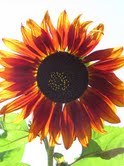 Marcia - Sunflowers 