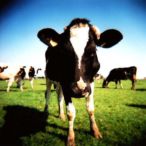 Cow by JelleS on flickr.com