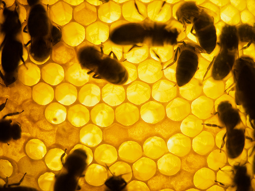 Honey Bee on the comb by David.nikonvscanon on flickr.com http://www.flickr.com/photos/nikonvscanon/906727708/sizes/m/
