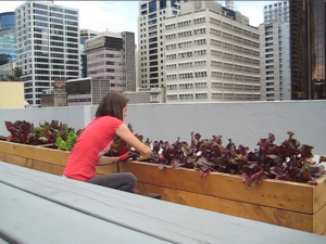 Emily harvesting the rooftop garden