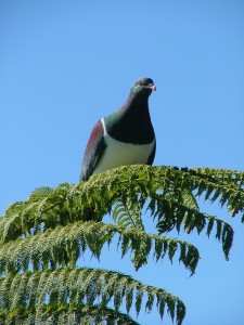 The native pigeon has four names: kuku, kukupa and kererū and parea