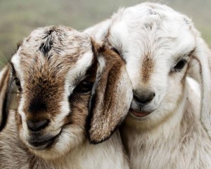 Goats from Bencarri