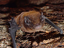 Long-tailed bat_female5_Colin O'Donnell_DOC_220
