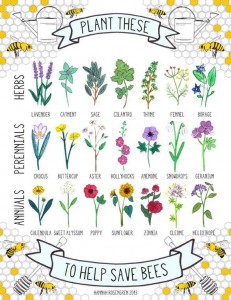 Plant these to help save the bees