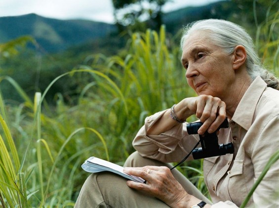 image from facebook page 'an evening with Jane Goodall'